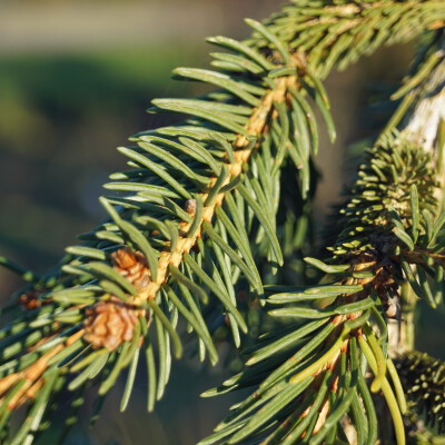 Picea abies 'Frohburg'
